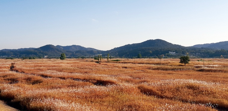 부여군 군수지구 물억새 생태공원 장면 (1).jpg