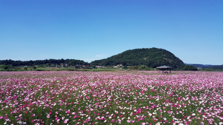 백마강변 코스모스 단지 사진 (2).jpg