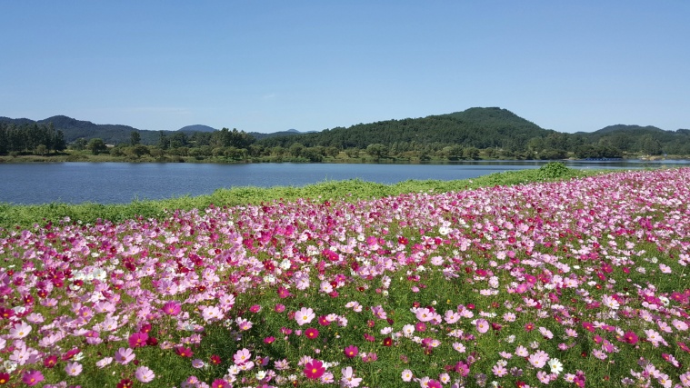 백마강변 코스모스 단지 사진 (1).jpg